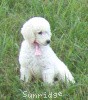 A photo of Sunridge Exquisitely Elegant Lilly, a white standard poodle