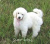 A photo of Sunridge Exquisitely Elegant Lilly, a white standard poodle