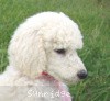 A photo of Sunridge Exquisitely Elegant Lilly, a white standard poodle