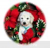 A photo of Sunridge Untouchable Elegance, a white standard poodle