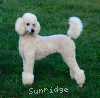 A photo of Sunridge Fire In The Moonlight, a white standard poodle