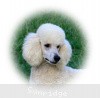 A photo of Sunridge Fire In The Moonlight, a white standard poodle