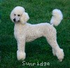 A photo of Sunridge Fire In The Moonlight, a white standard poodle