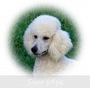 A photo of Sunridge Fire In The Moonlight, a white standard poodle