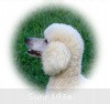 A photo of Sunridge Fire In The Moonlight, a white standard poodle