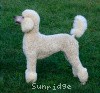 A photo of Sunridge Fire In The Moonlight, a white standard poodle