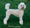 A photo of Sunridge Fire In The Moonlight, a white standard poodle