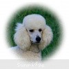 A photo of Sunridge Fire In The Moonlight, a white standard poodle