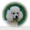 A photo of Sunridge Fire In The Moonlight, a white standard poodle