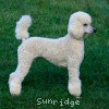 A picture of Sunridge Fire In The Moonlight, a white standard poodle