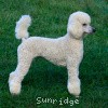 A photo of Sunridge Fire In The Moonlight, a white standard poodle