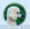 A photo of Sunridge Fire In The Moonlight, a white standard poodle