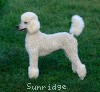 A photo of Sunridge Fire In The Moonlight, a white standard poodle