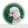 A photo of Sunridge Fire In The Moonlight, a white standard poodle