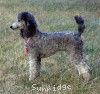 A photo of Sunridge Crystal Masterpiece, a silver standard poodle