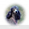 A photo of Sunridge Crystal Masterpiece, a silver standard poodle