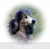 A photo of Sunridge Crystal Masterpiece, a silver standard poodle