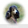 A photo of Sunridge Crystal Masterpiece, a silver standard poodle