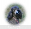 A photo of Sunridge Crystal Masterpiece, a silver standard poodle