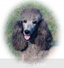 A photo of Sunridge Midnight Moondance, a silver standard poodle