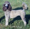 A photo of Sunridge Midnight Moondance, a silver standard poodle