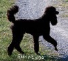 A photo of Sunridge Midnight Warrior, a blue standard poodle