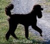 A photo of Sunridge Midnight Warrior, a blue standard poodle