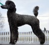 A photo of Sunridge Twilight Over Mount Bethel, a blue standard poodle