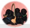 A photo of Sunridge Midnight Princess, a blue standard poodle