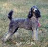 A photo of Sunridge Crystal Masterpiece, a silver standard poodle