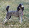 A photo of Sunridge Crystal Masterpiece, a silver standard poodle