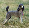 A photo of Sunridge Crystal Masterpiece, a silver standard poodle