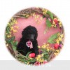 A photo of Sunridge Midnight Princess, a blue standard poodle