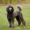 A photo of Sunridge Twilight Over Mount Bethel, a blue standard poodle