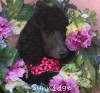 A photo of Sunridge Midnight Princess, a blue standard poodle