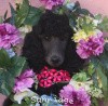 A photo of Sunridge Midnight Princess, a blue standard poodle