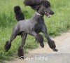 A photo of Sunridge Midnight Warrior, a blue standard poodle