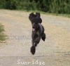 A photo of Sunridge Midnight Warrior, a blue standard poodle