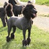 A photo of Sunridge Midnight Warrior, a blue standard poodle