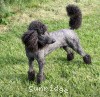 A photo of Sunridge Midnight Warrior, a blue standard poodle