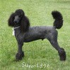 A picture of Sunridge Midnight Warrior, a blue standard poodle