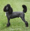 A photo of Sunridge Midnight Warrior, a blue standard poodle