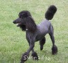 A photo of Sunridge Midnight Warrior, a blue standard poodle