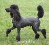 A photo of Sunridge Midnight Warrior, a blue standard poodle