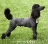 A photo of Sunridge Midnight Warrior, a blue standard poodle