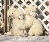 A photo of Sunridge Untouchable Elegance, a white standard poodle