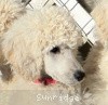 A photo of Sunridge Untouchable Elegance, a white standard poodle