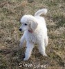 A photo of Sunridge Untouchable Elegance, a white standard poodle