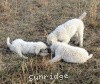 A photo of Sunridge Untouchable Elegance, a white standard poodle