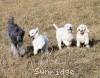 A photo of Sunridge Untouchable Elegance, a white standard poodle